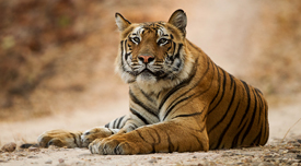 tiger